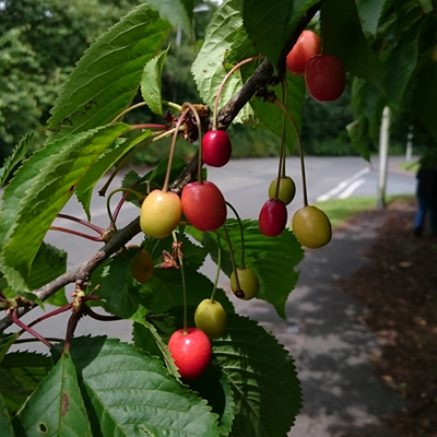 Wild Cherry Hedging 